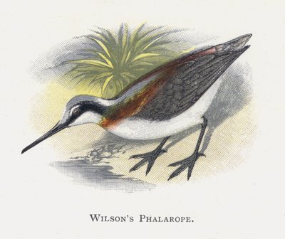 Wilsons Phalarope av Alexander Francis Lydon