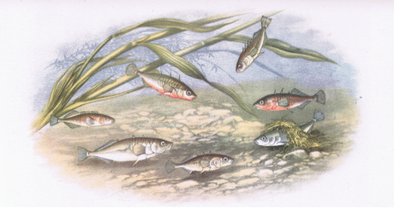 Sticklebacks, Nature in Britain utgitt av Collins, 1946 av Alexander Francis after Lydon