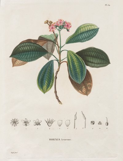 Reise til jevndøgnsregionene på det nye kontinentet, laget i årene 1709 til 1804: Monografi av Melastomaceae: nr. 54 av Alexander, Freiherr von Humboldt