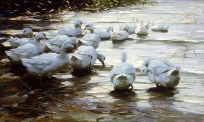 Ender i Shallow Water Reed; Ender i grunt sivvann av Alexander Koester