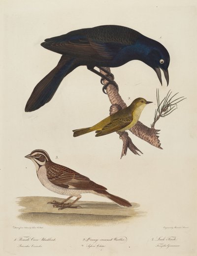 Kråkehunnhunn, oransjekronsanger, lerkefink. av Alexander Lawson