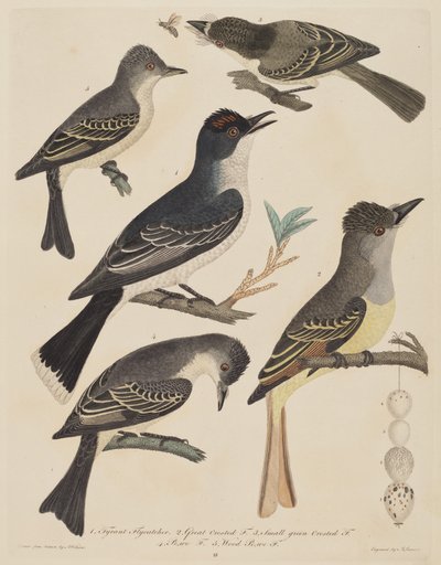 Fem fugler med eggene deres og et insekt, utgitt 18081814. av Alexander Lawson