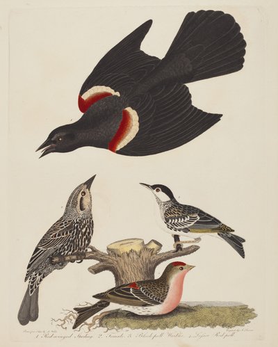 Rødvingestær, Rødvingestær hunn, svartsanger og dverg...,pub.1808-1814. av Alexander Lawson