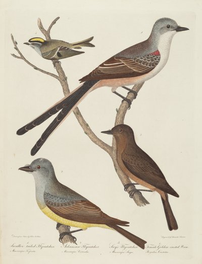 Svalhalefluesnapper, Arkansas fluesnapper, Say's Fluesnapper og hunn ... Wren. av Alexander Lawson