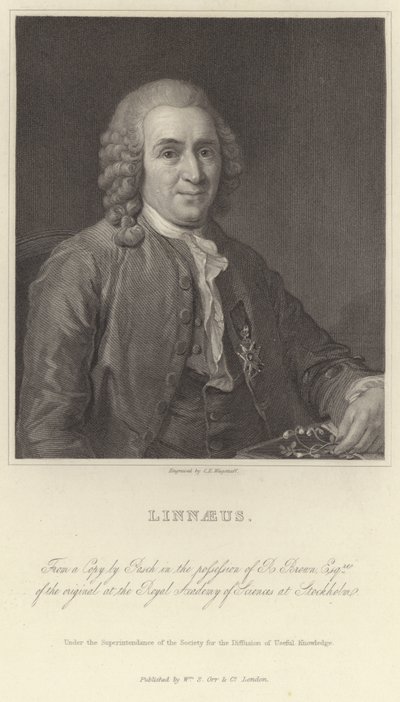 Linné av Alexander Roslin