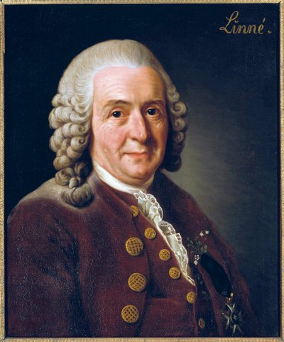 Portrett av Carl von Linne (Linnaeus) av Alexander Roslin