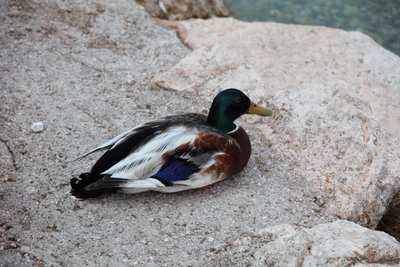The Ducks av Alexandra Joseph