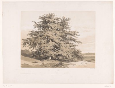 Landskap med sedertre Cedres (tittel på objekt) av Alexandre Calame