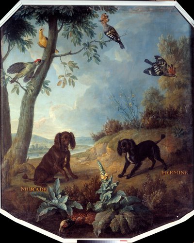 Muskat og Hermine, hundene til Ludvig XIV (1638-1715). Maleri av Francois Desportes (1661-1743) av Alexandre Francois Desportes