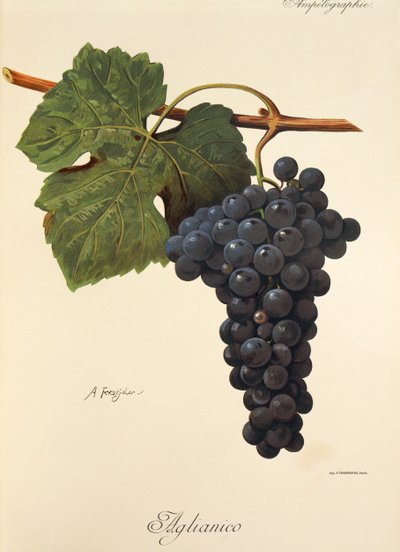 Aglianico-drue av A. Kreyder av Alexis Kreyder