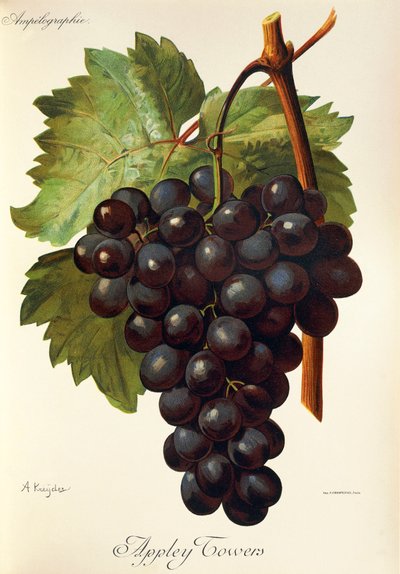 Appley Towers drue. Illustrasjon av A. Kreyder., Pessione, fra Traite General de Viticulture. Ampelografi av Alexis Kreyder