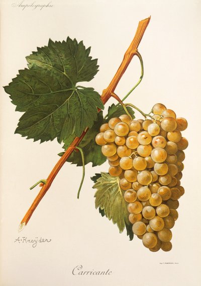 Carricante-drue av A Kreyder av Alexis Kreyder