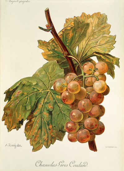 Chasselas Gros Coulard drue av A. Kreyder av Alexis Kreyder