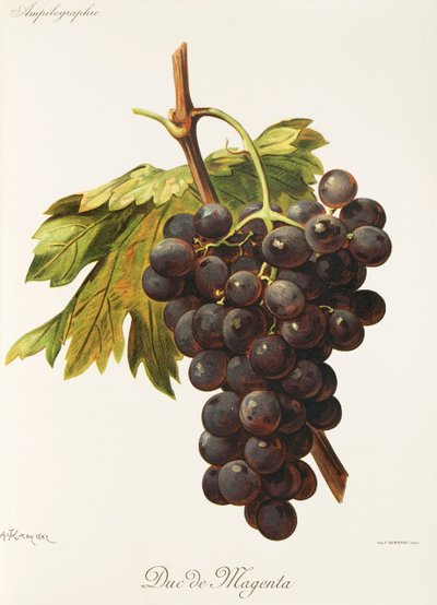 Duc de Magenta drue av A. Kreyder av Alexis Kreyder