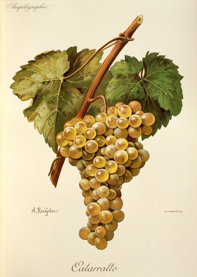 Fiano-drue av A. Kreyder av Alexis Kreyder