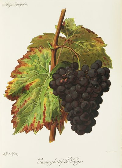 Gamay Hatif of the Vosges druen av A. Kreyder av Alexis Kreyder