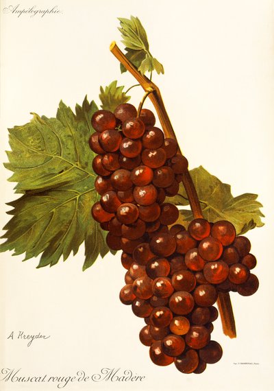 Muscat Rouge de Madere drue av A. Kreyder av Alexis Kreyder