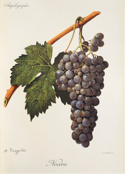 Nocera-drue av A. Kreyder av Alexis Kreyder