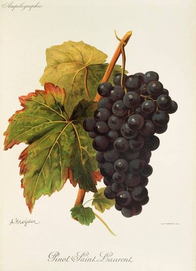 Pinot Saint Laurent drue av A. Kreyder av Alexis Kreyder