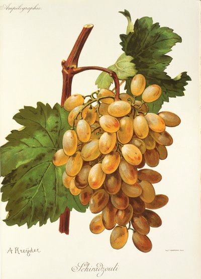 Schiradzouli-drue av A. Kreyder av Alexis Kreyder