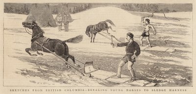 Skisser fra British Columbia, bryter unghester til sledesele av Alfred Chantrey Corbould