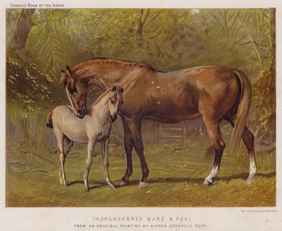Fullblods hoppe og føll (farge litho) av Alfred Chantrey Corbould