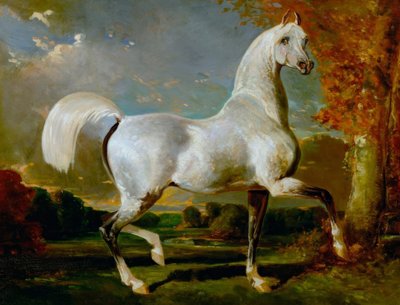 Arabisk hingst av Alfred Dedreux