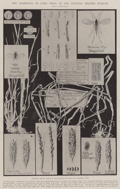 Utstillingen av kornskadedyr på Naturhistorisk museum av Alfred Hugh Fisher