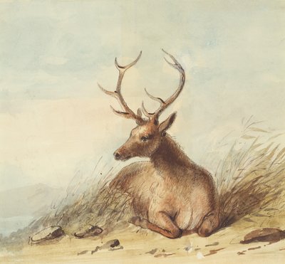 Elk, Rocky Mountains, ca. 1837 (blyant, penn og blekk og akvarell på papir) av Alfred Jacob Miller
