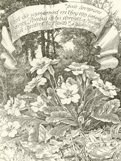 Bleke Primroser (gravyr) av Alfred Parsons