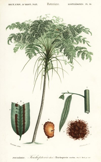 Trefern, Cyathea species., 1849 (gravering) av Alfred Riocreux