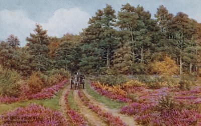 Furutrær og lyng nær Brockenhurst av Alfred Robert Quinton