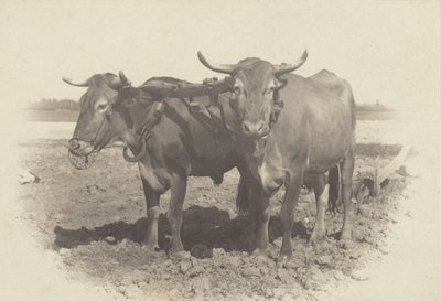  av Alfred Stieglitz
