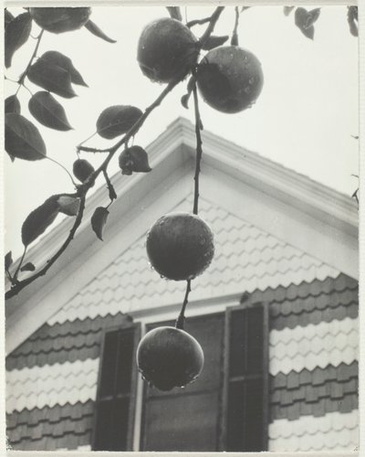 Gavl og epler, 1922. av Alfred Stieglitz