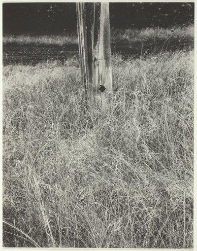 Gress og flaggstang av Alfred Stieglitz