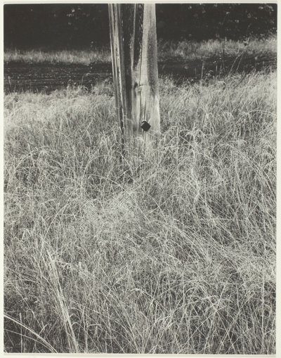 Gress og flaggstang, 1933. av Alfred Stieglitz