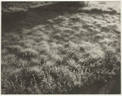 Gress og frost av Alfred Stieglitz