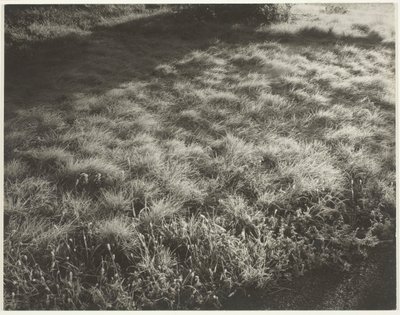 Grass and Frost, 1934. av Alfred Stieglitz