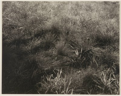  av Alfred Stieglitz