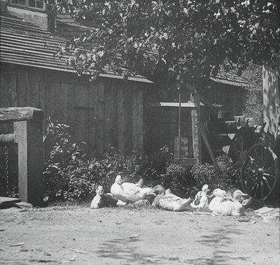 Gutach, 1894. av Alfred Stieglitz