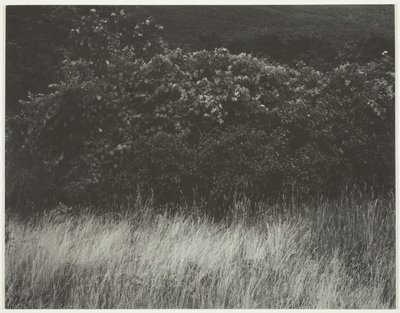 Hekk og gress - Lake George av Alfred Stieglitz