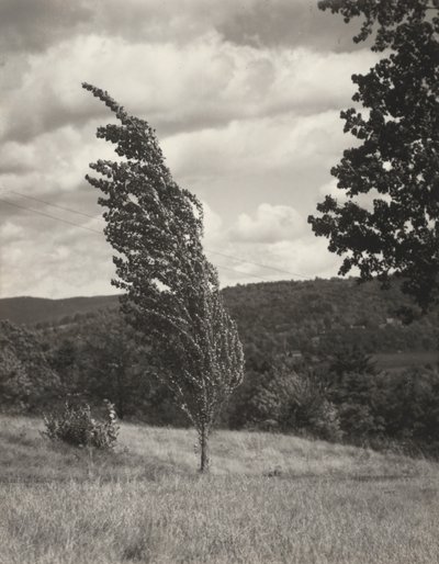 Poplar – Lake George av Alfred Stieglitz