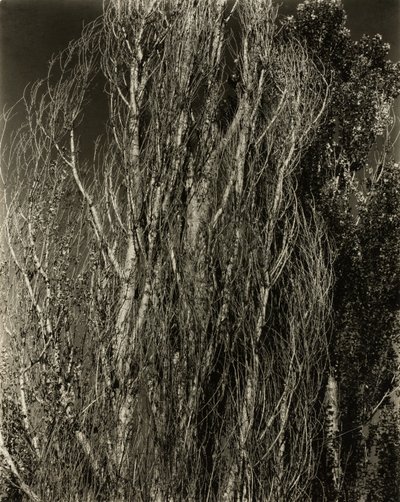 Popler - Lake George av Alfred Stieglitz