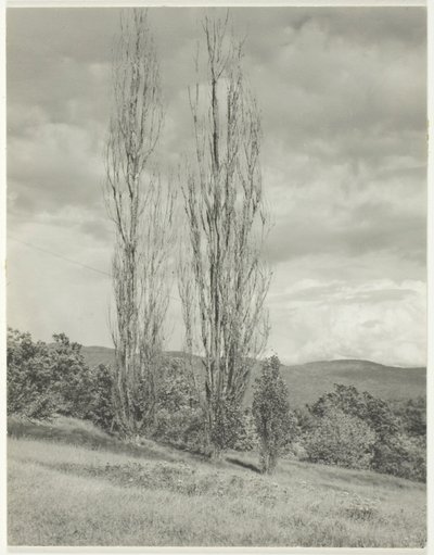 Popler - Lake George av Alfred Stieglitz