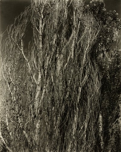 Poplars—Lake George, 1932. av Alfred Stieglitz