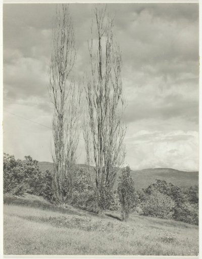 Poplars—Lake George, 1935. av Alfred Stieglitz