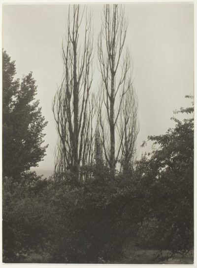 Popler - Lake George av Alfred Stieglitz