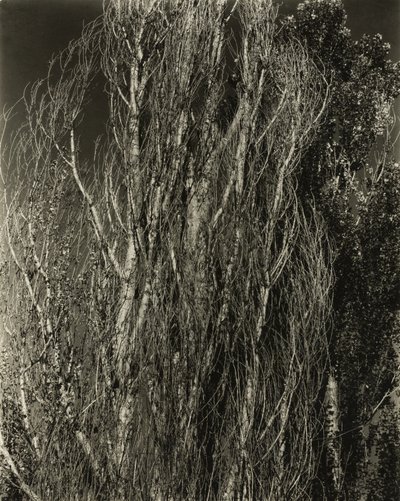 Popler - Lake George av Alfred Stieglitz