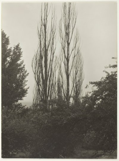 Poplars - Lake George, 1935. av Alfred Stieglitz