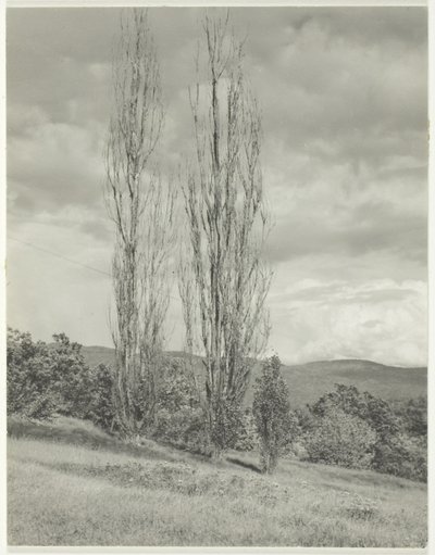 Poplars Lake George av Alfred Stieglitz